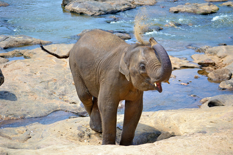 Baby Elephant At Srilanka Jungle