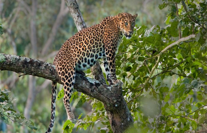 Leopard At Yala Safari Sri Lanka