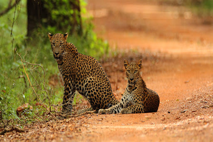 Leopard in Yala Sri lanka