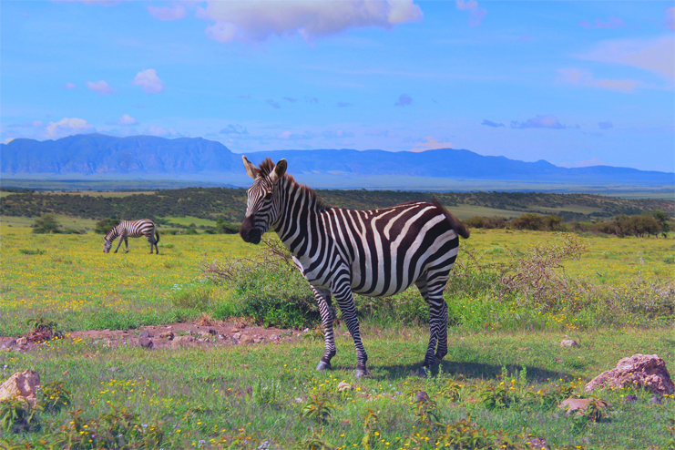 Zebra at Ngorongoro National Park Tanzania