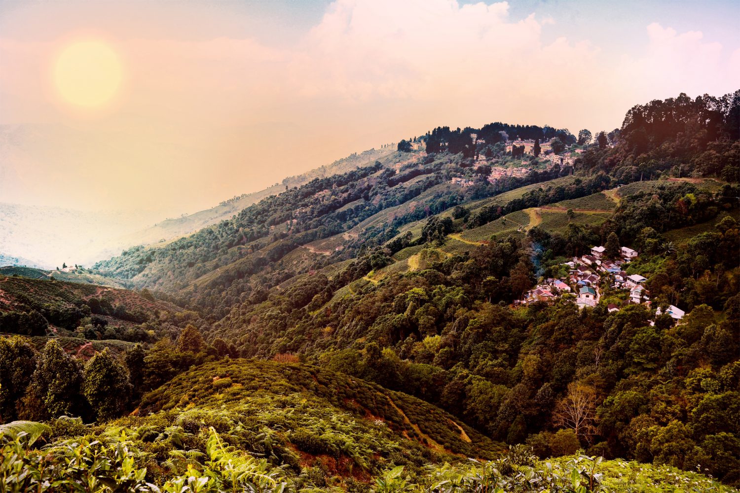 Darjeeling Landscape Beauty