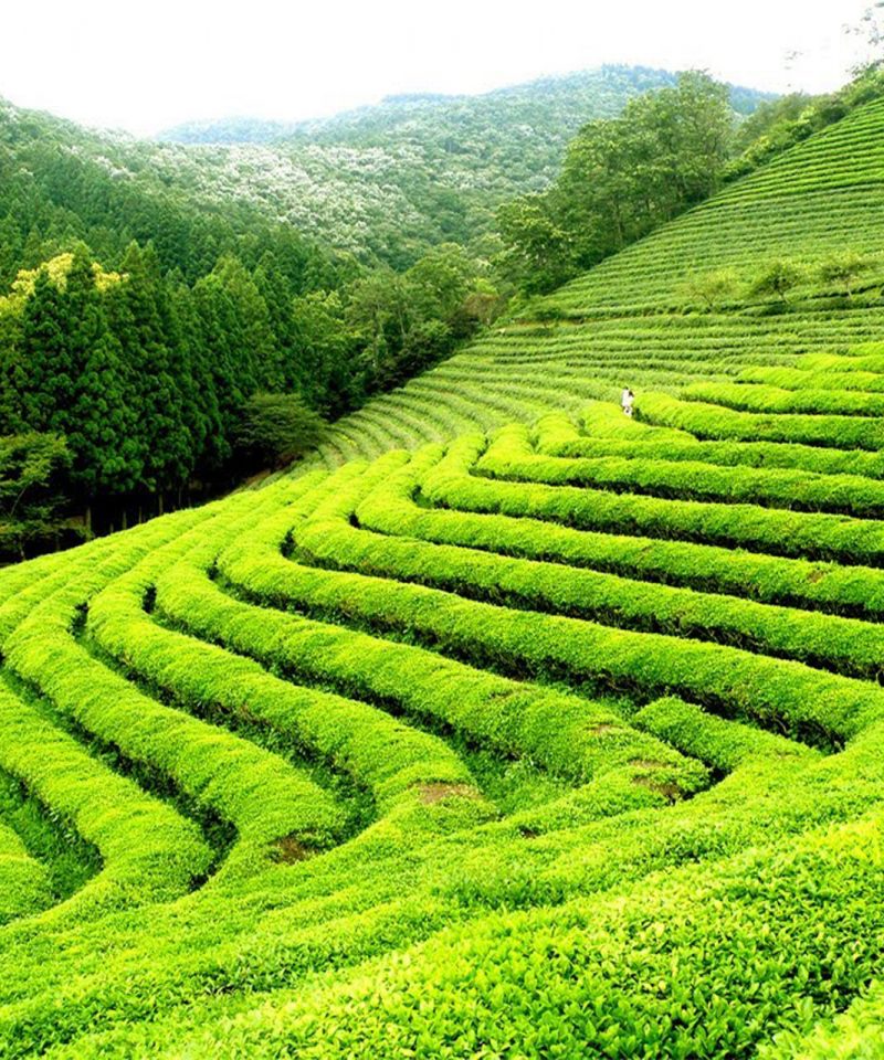 Mirik Tea Gurden Darjeeling